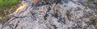 Abbruciamento residui vegetali