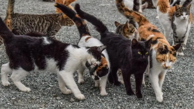 gatti