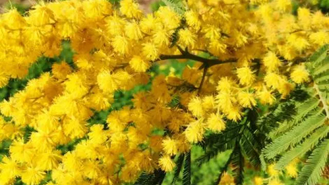 mimose donne